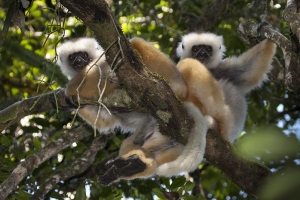 Sifaka velký