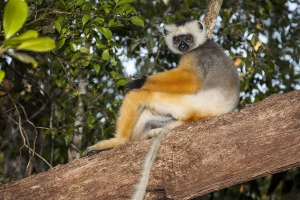 Sifaka velký
