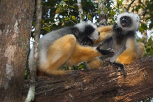 Sifaka velký