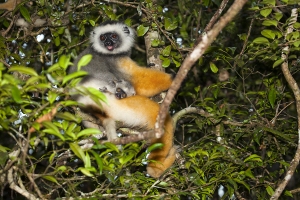Sifaka velký