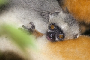 Sifaka velký