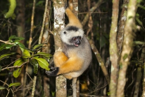 Sifaka velký