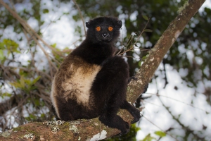 Sifaka Milne-Edwardsův
