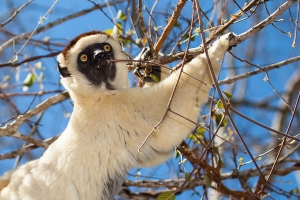 Sifaka malý