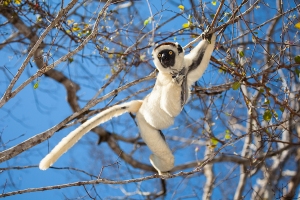 Sifaka malý