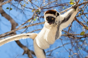 Sifaka malý