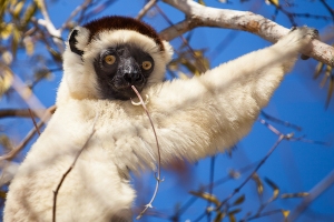 Sifaka