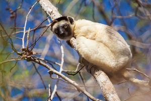 Sifaka malý