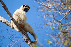 Sifaka malý