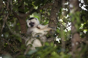 Sifaka bílý