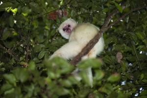 Sifaka bílý