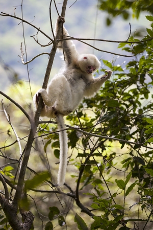 Sifaka bílý