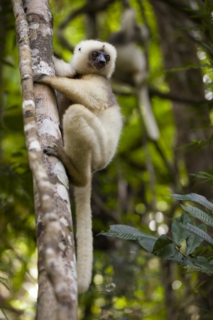 Sifaka bílý
