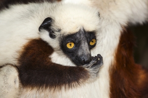 Sifaka Coquerelův