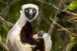 Sifaka Coquerelův