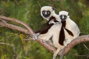 Sifaka Coquerelův