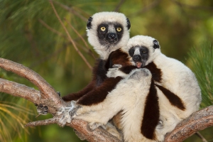 Sifaka Coquerelův