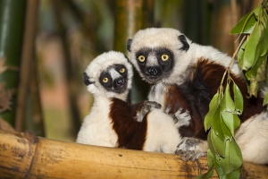 Sifaka Coquerelův