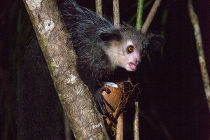 Ksukol ocasatý (Aye-aye)