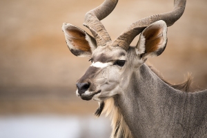 Kudu velký