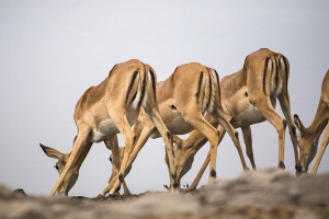 Impala