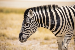 Zebra Burchellova
