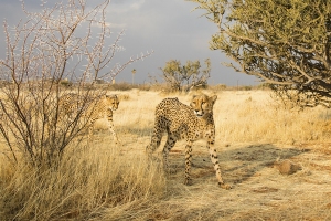 Gepard africký
