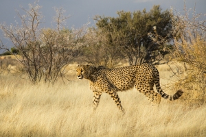 Gepard africký
