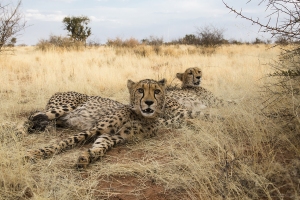 Gepard africký