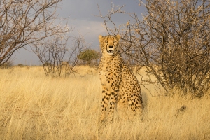 Gepard africký