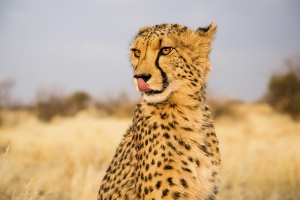 Gepard africký
