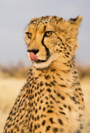 Gepard africký