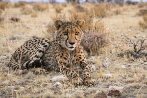 Gepard africký
