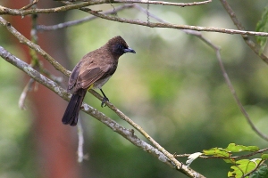 Bulbul zahradní