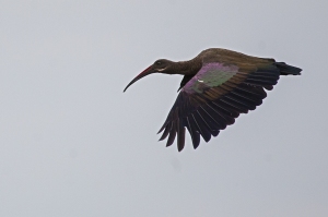 Ibis hagedaš