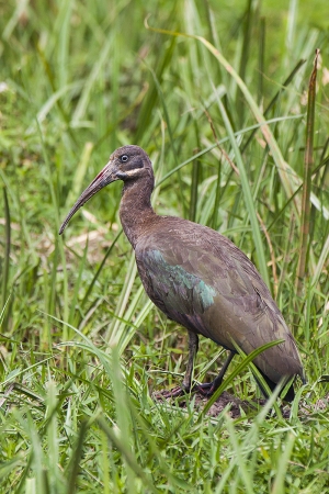 Ibis hagedaš