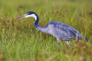Volavka africká
