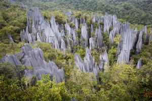 Gunung Mulu - Pinnacles