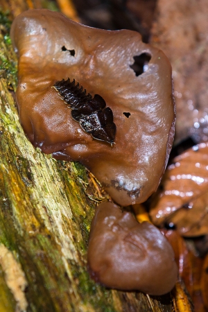 Trilobit
