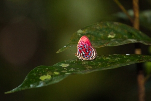 Paralaxita damajanti