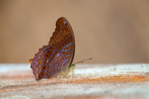 Terinos terpander