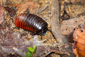 Svinule