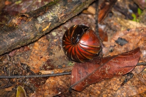 Svinule