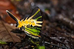 Graphium antiphates