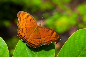 Junonia iphita