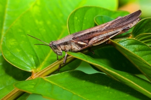 Kobylka