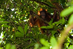 Orangutan bornejský