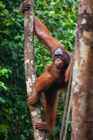 Orangutan bornejský