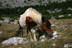 Biokovští koně