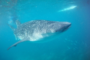 Žralok velrybí, Tan-awan, Oslob, Cebu, Filipíny